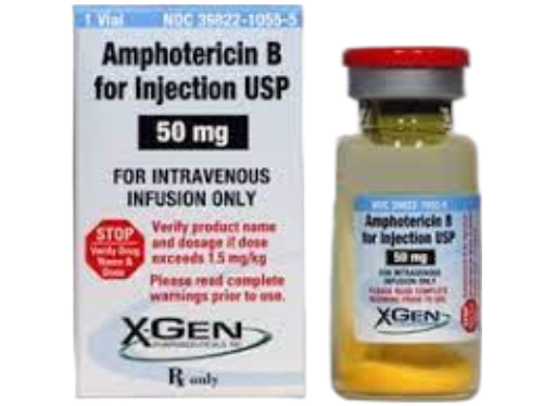 Amphotericin B