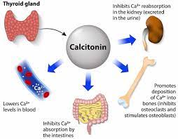 Calcitonin